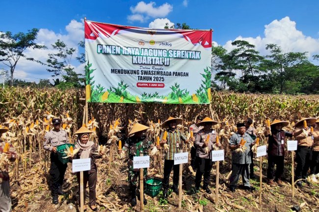 WUJUDKAN KETAHANAN  PANGAN, POLRI GELAR PANEN RAYA JAGUNG SERENTAK KUARTIL II DI DESA KETANDAN KECAMATAN KLATEN UTARA