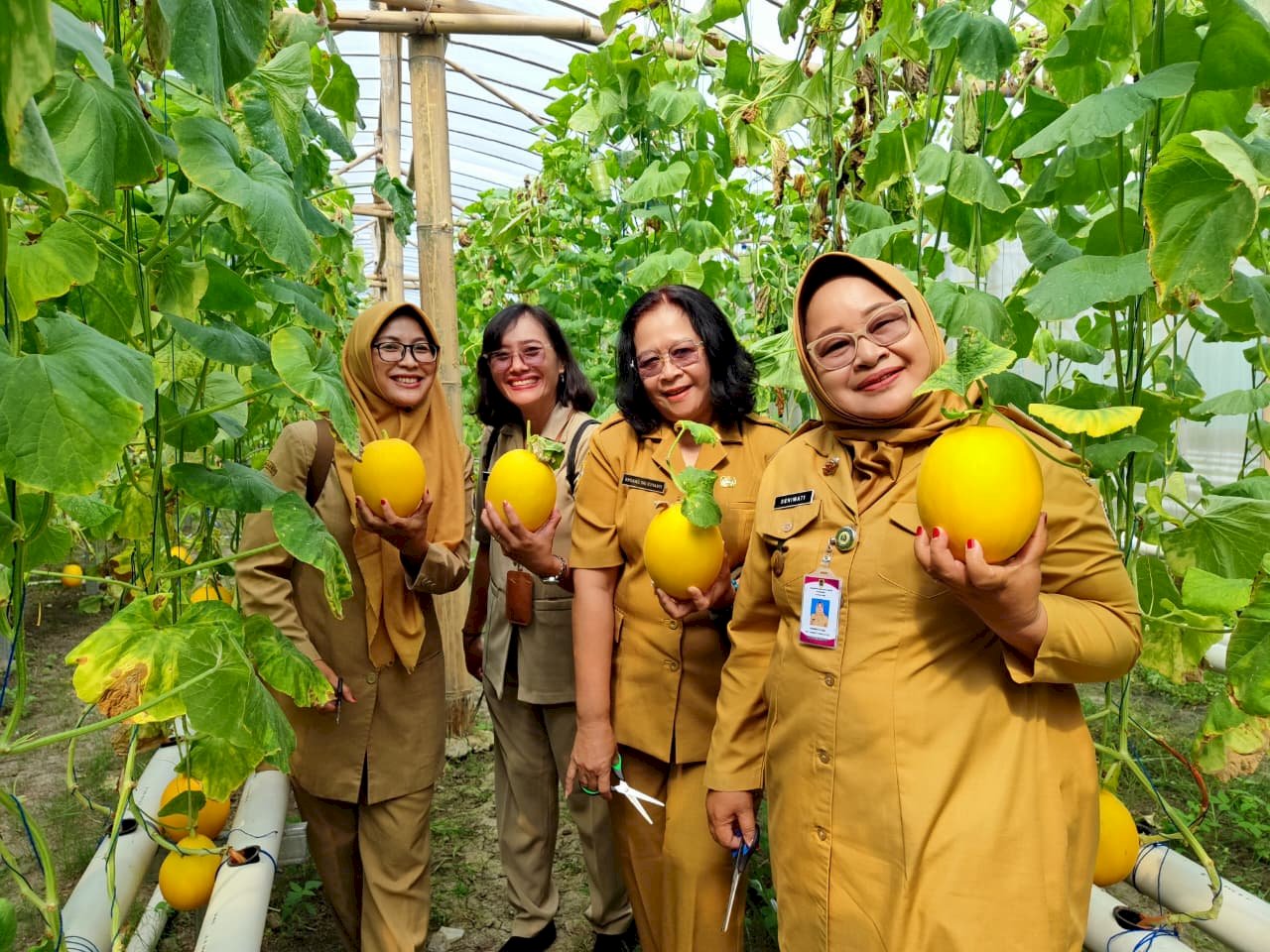 STUDI TIRU BUMDES KLATEN UTARA : MENGADOPSI INOVASI BUDIDAYA MELON LAVENDER DI KALIKOTES